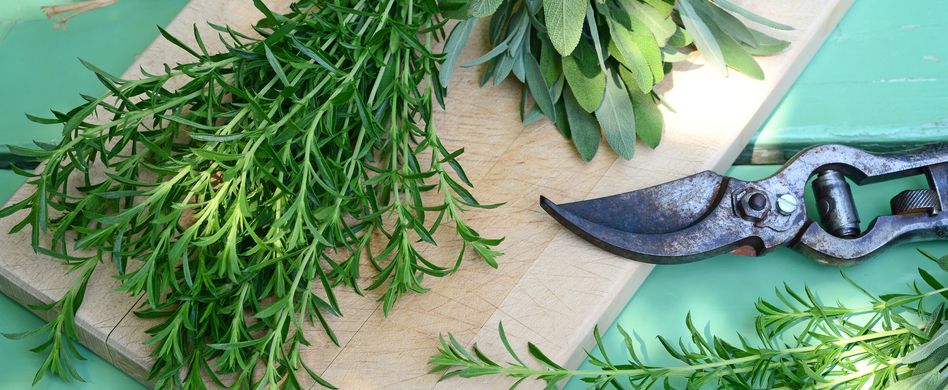 Heilpflanzen aufbewahren: Darauf müssen Sie achten