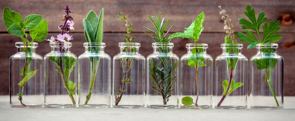 Heilpflanzen gegen Demenz: Diese natürlichen Mittel helfen, das Gedächtnis zu erhalten