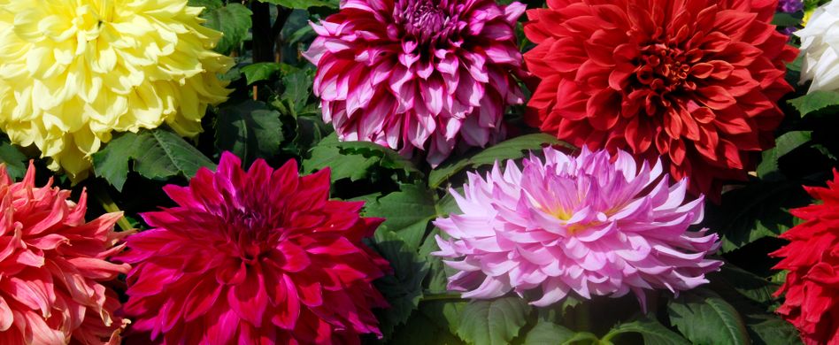 Herbstblüher: Diese 5 Pflanzen blühen im Herbst