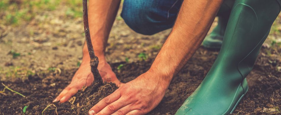Herbstpflanzung: Gehölze und Hecken vor dem Frost setzen