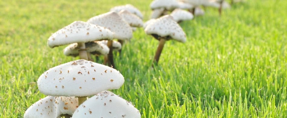 Hexenringe und Pilze im Rasen: So werden Sie die Störenfriede los