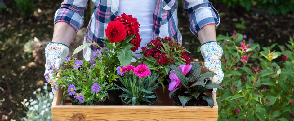 Hochbeet mit Blumen bepflanzen: Welche eignen sich am besten?
