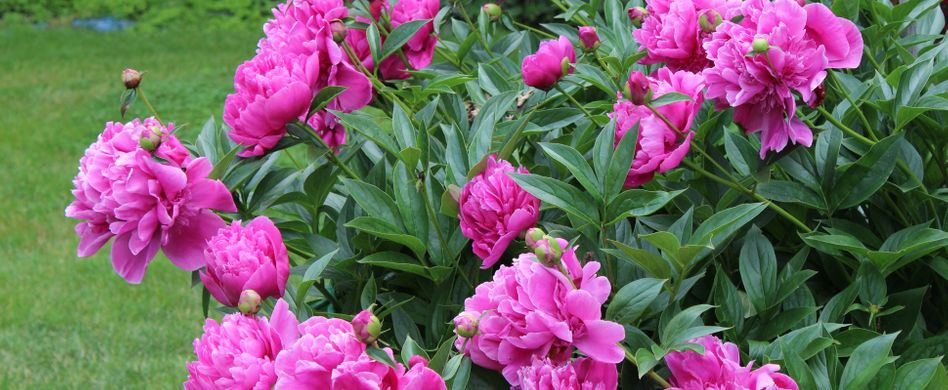 Hohe Stauden stützen: So sorgen Sie für perfekten Halt