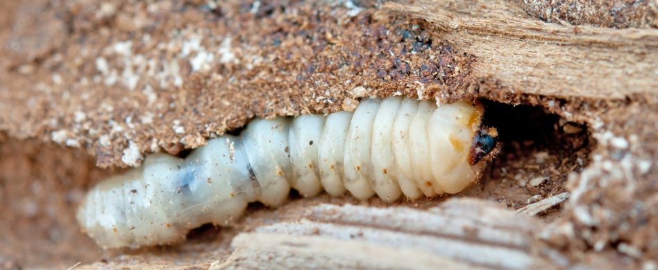 Holzwurm bekämpfen: So werden Sie die Tierchen los