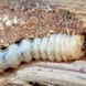 Holzwurm bekämpfen: So werden Sie die Tierchen los