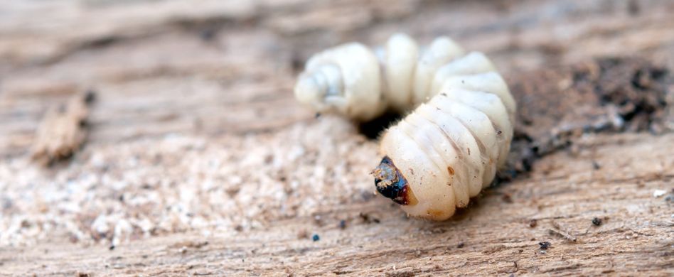 Holzwurm erkennen: Hinweise auf den Schädling