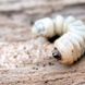 Holzwurm erkennen: Hinweise auf den Schädling