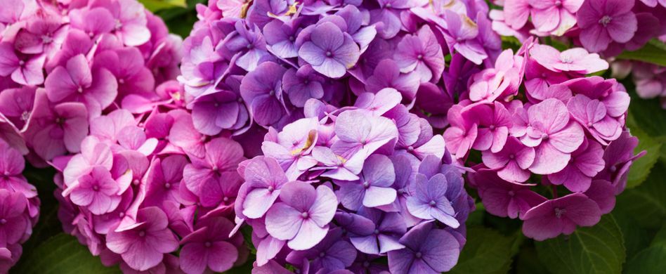 Hortensien düngen: Wie oft und mit welchen Mitteln?