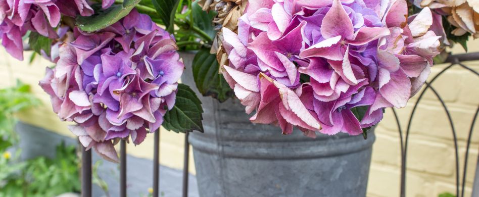Hortensien im Kübel: 4 Pflegetipps, die Sie kennen sollten