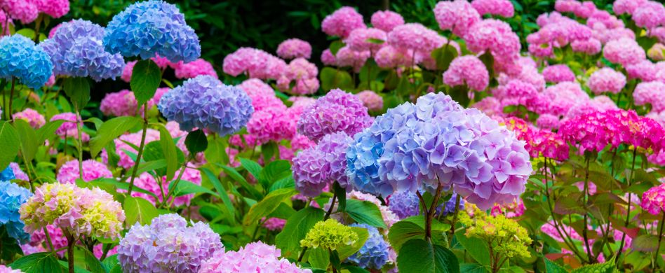 Hortensien rauchen: Lebensgefahr durch Blausäure!