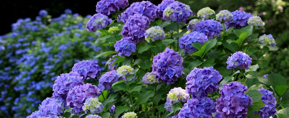 Hortensien schneiden: So gelingt der Frühjahrsschnitt