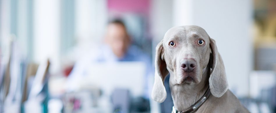 Hund mit zur Arbeit bringen: Was ist erlaubt?