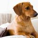 Hundehaare entfernen von Möbeln, Kleidung & Co.: 3 Tricks
