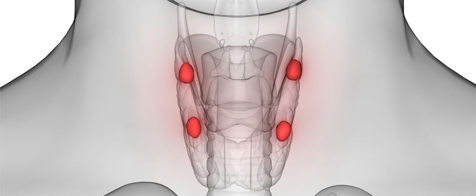 Hyperparathyreoidismus (HPT): 6 Fragen zur Nebenschilddrüsen-Überfunktion