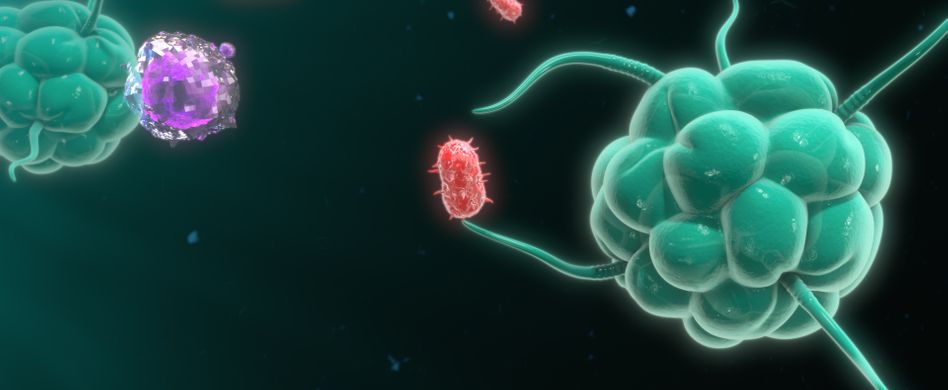 Immunsystem einfach erklärt: So funktionieren die Abwehrkräfte