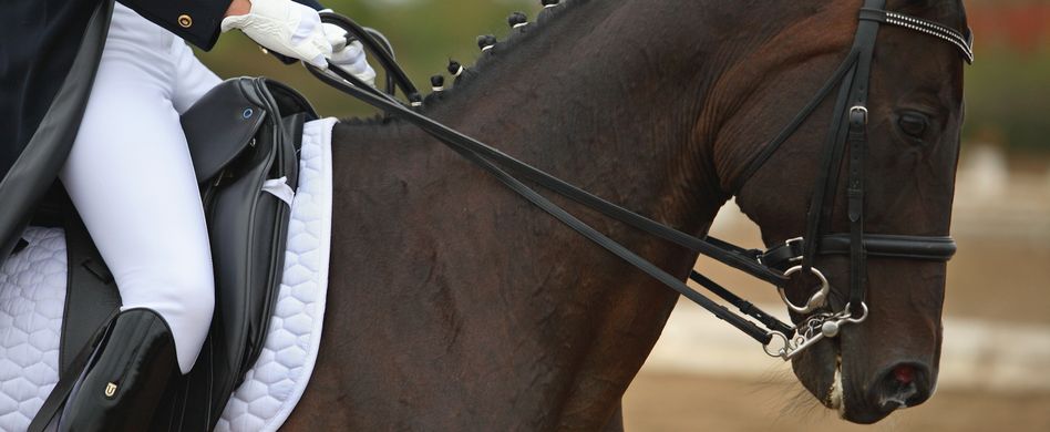 In Pferde investieren: Vollblüter für die große Rendite?