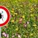Infektionsgefahr: Welche Krankheiten übertragen Zecken?