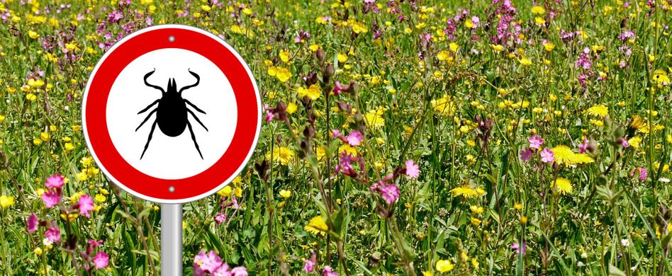 Ist Borreliose heilbar: So können Sie die Borreliose-Therapie unterstützen