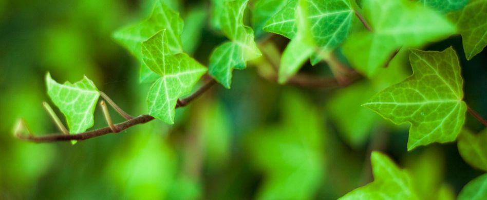 Ist Efeu giftig? Die Kletterpflanze im Risiko-Check