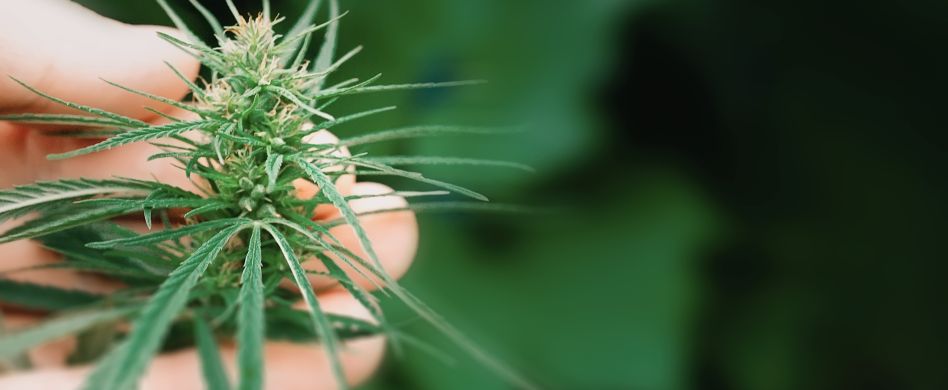 Ist Hanf gesund?