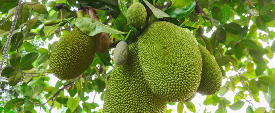 Jackfruit als Fleischersatz? 3 Fakten über die Trendfrucht