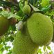 Jackfruit als Fleischersatz? 3 Fakten über die Trendfrucht
