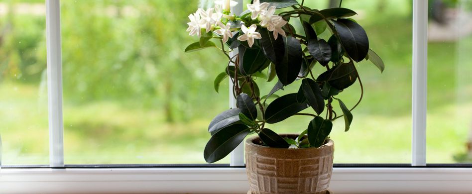 Jasmin als Zimmerpflanze: Pflege der schönen Blume