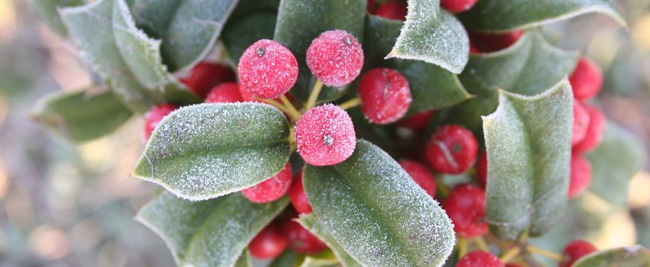 eingefrorene beeren im winter