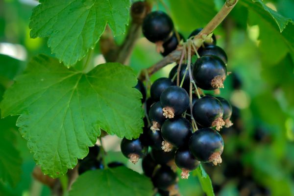 johannisbeeren-gesund-und-kalorienarm-bild-1