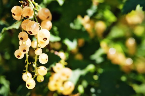 johannisbeeren-gesund-und-kalorienarm-bild-3