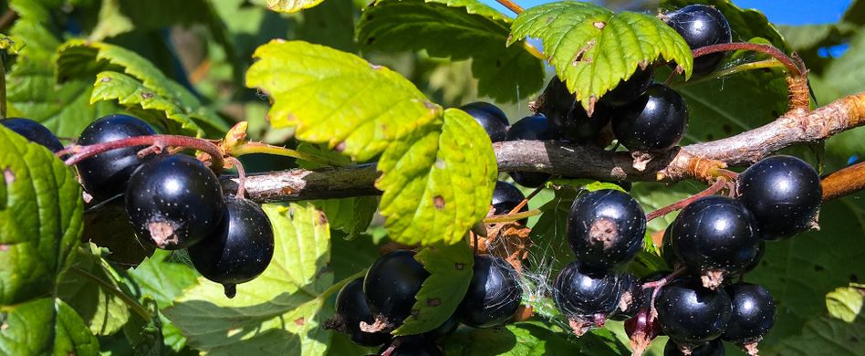 Johannisbeeren vermehren: So funktioniert es mit Stecklingen