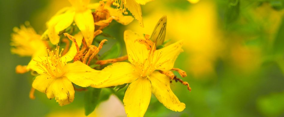 Johanniskraut: Helfen pflanzliche Mittel gegen Depressionen?