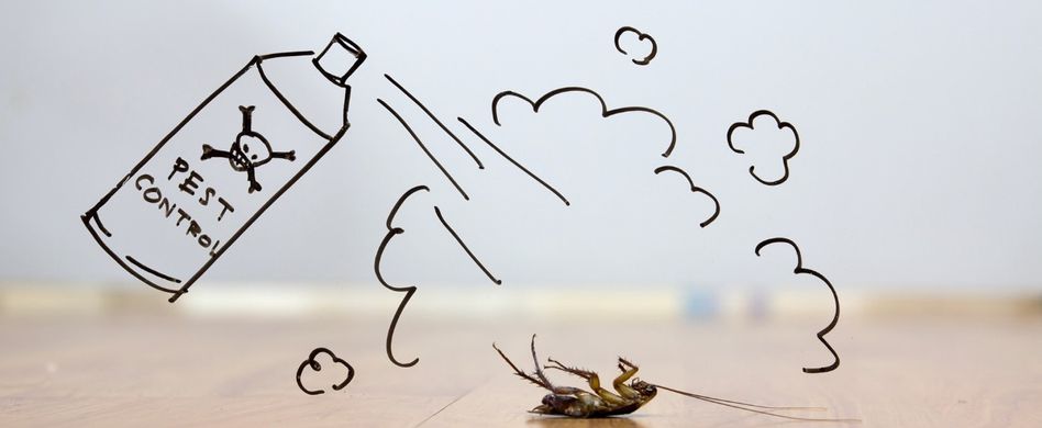 Wenn Sie eine Schabe gesichtet haben, sollten Sie schnell handeln.