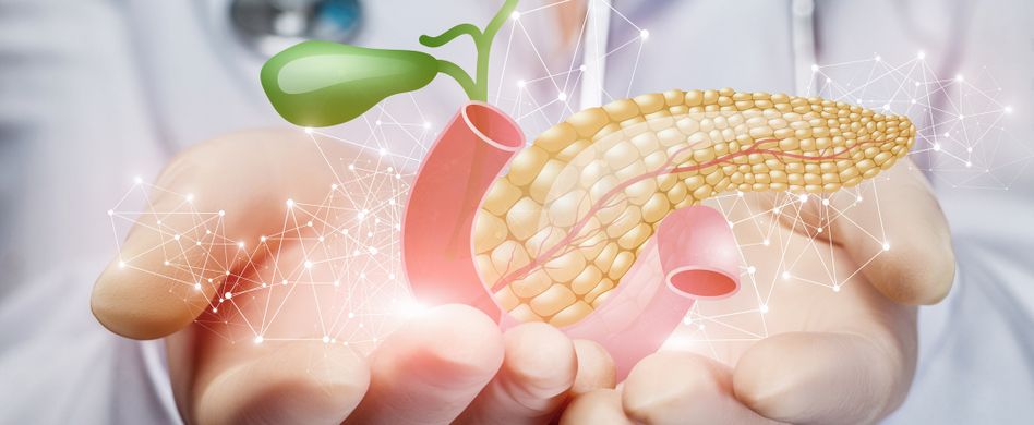 anatomie von menschlicher leber bauchspeicheldrüse galle