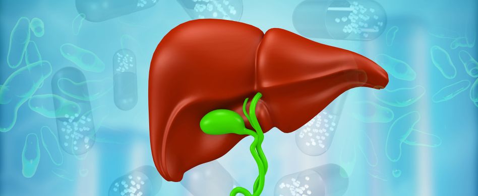 animierte braune leber mit grüner gallenblase