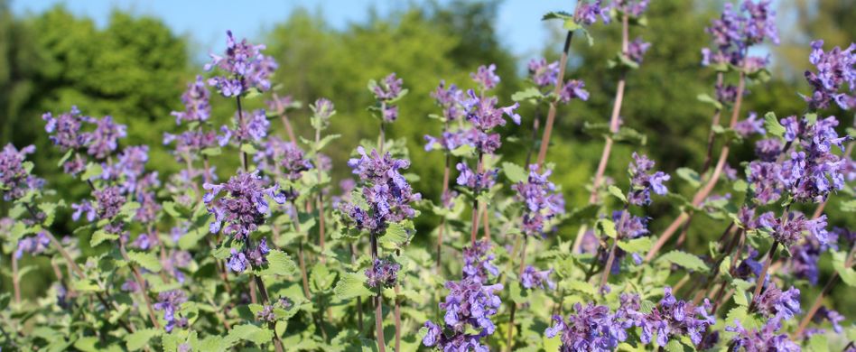 Kann man Katzenminze rauchen oder ist das gefährlich?