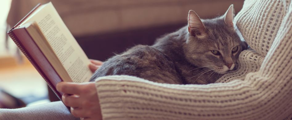 Katzen, Kuchen und Co. – 5 ungewöhnliche Videos zur Entspannung