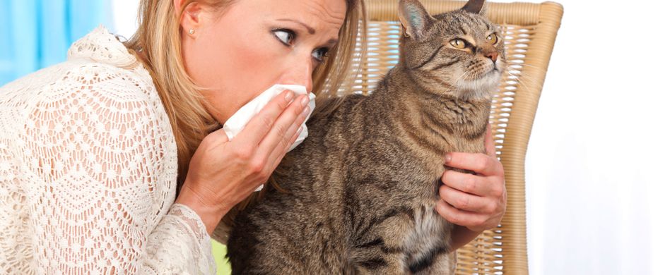 Katzenhaarallergie: 6 Tipps, um Beschwerden zu lindern