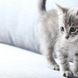 Katzenhaare entfernen: Diese 4 Tricks helfen wirklich