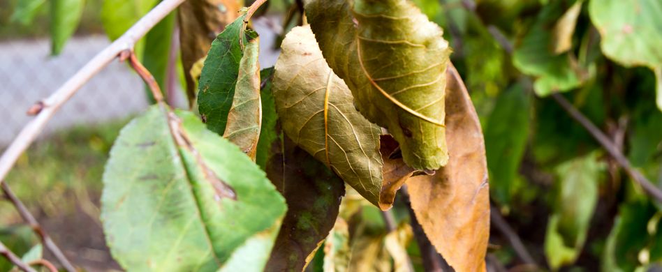 Kirschbaum Krankheiten und Schädlinge