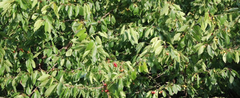 Kirschbaum pflegen: Tipps für einen gesunden Kirschbaum und viel Ertrag