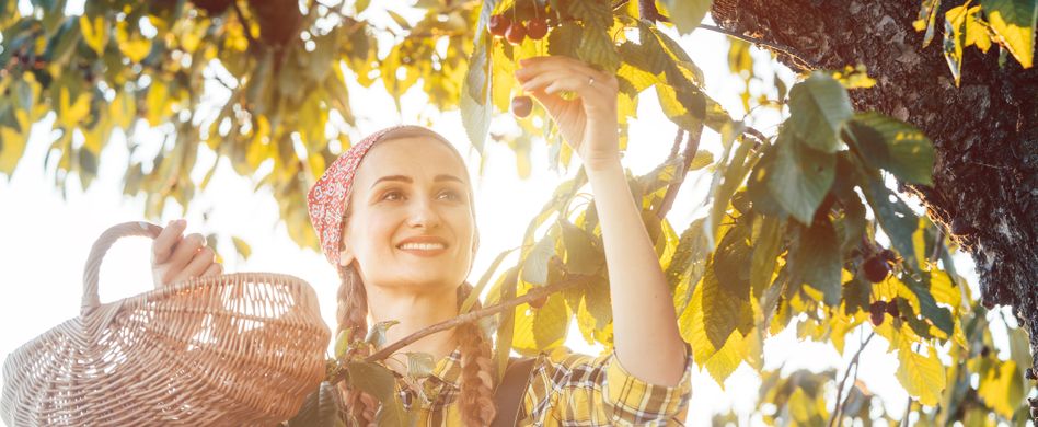Kirschernte: Kirschen ernten und richtig lagern