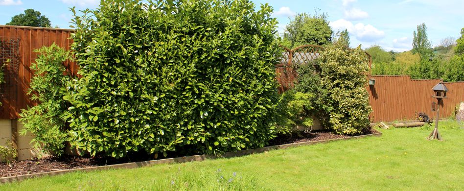 Kirschlorbeer schneiden und pflegen: So bleibt die Hecke dicht