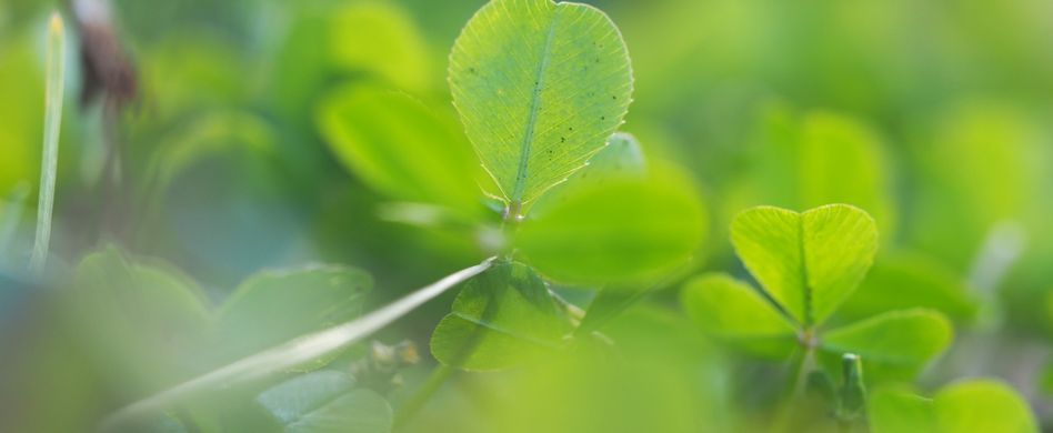 Klee im Rasen entfernen: So bekämpfen Sie ihn richtig