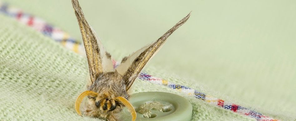 Kleidermotten bekämpfen: 7 Tipps gegen die fiesen Schädlinge