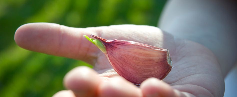 Knoblauch pflanzen: So bauen Sie die Knolle im Frühling an