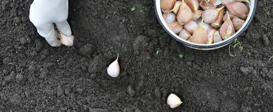 Knoblauch in den Boden