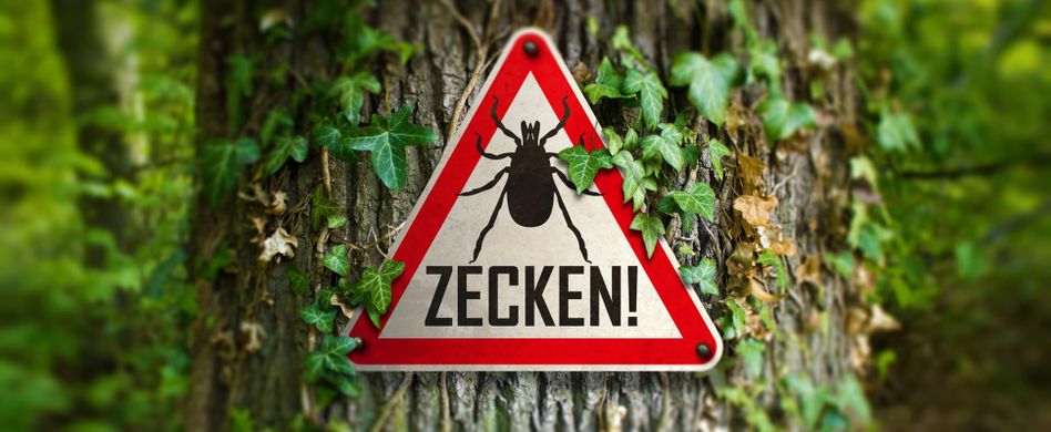 Können Zecken springen? 5 Zecken-Mythen unter die Lupe genommen
