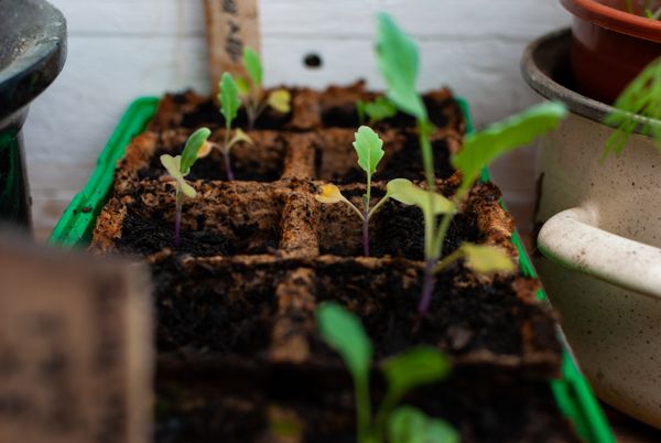 kohlrabi-pflanzen-so-bauen-sie-das-schnell-wachsende-gemuese-an-bild-1
