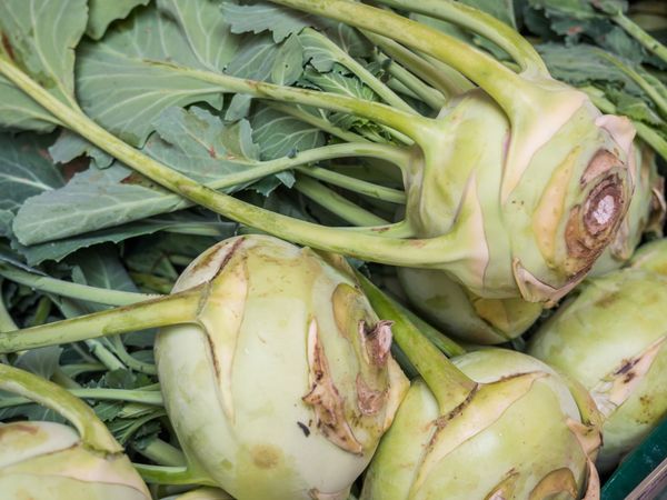 kohlrabi-pflanzen-so-bauen-sie-das-schnell-wachsende-gemuese-an-bild-2